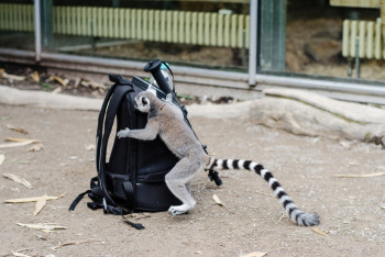 Фотография к новости: Экзотического зверя не дали ввезти российские таможенники в Казахстан