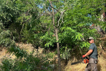 Фотография к новости: "Таза Қазақстан": в Алматы улучшают зеленый фонд