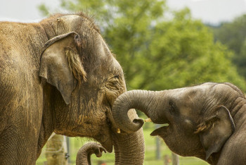 Фотография к новости: В Зимбабве из-за угрозы голода забьют на мясо 200 слонов