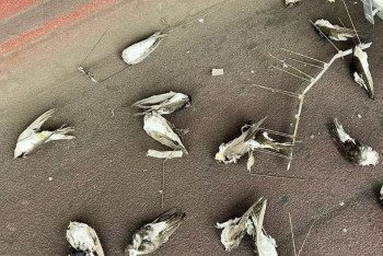 Фотография к новости: В Австрии тысячи ласточек погибли из-за непрекращающихся дождей