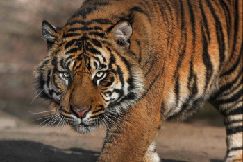 Фотография к новости: В Казахстане начнут возрождать популяцию туранского тигра