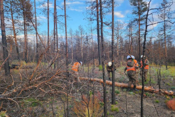 Фотография к новости: Как восстанавливают сгоревшие леса в "Семей орманы" рассказал министр экологии
