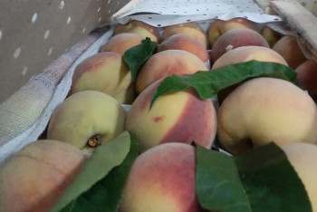 Фотография к новости: 2,5 тонны персиков уничтожили в Актюбинской области