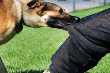 Собаки растерзали двух своих хозяек