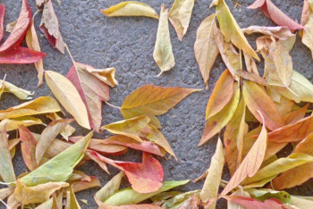 Фотография к новости: Первые заморозки прогнозируют синоптики на юго-востоке Казахстана