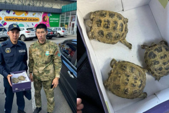 Фотография к новости: Редкими черепахами незаконно торговали в Усть-Каменогорске