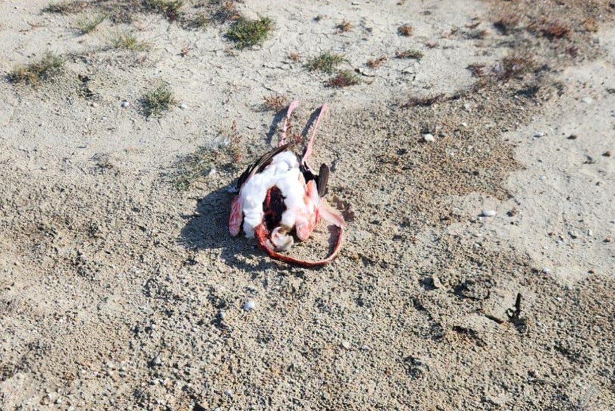 Instagram / azamat_sarsenbayev