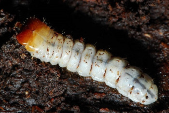 Фотография к новости: Партии риса, орехов и картофеля вернули из Казахстана в Индию, Кыргызстан и Россию