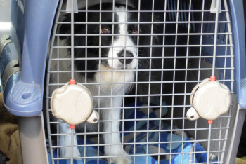 Фотография к новости: Сразу 12 собак погибли в приюте в Костанае