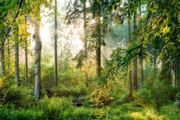 Фотография к новости: Нужно прилагать все усилия для увеличения лесного фонда - Бектенов