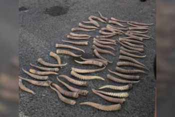 Фотография к новости: Пакет с рогами сайги изъяли у мужчины в Атырау