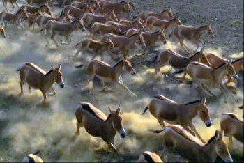 67 куланов переселены из нацпарка "Алтын-Эмель" в резерваты "Иле-Балхаш" и "Алтын дала"