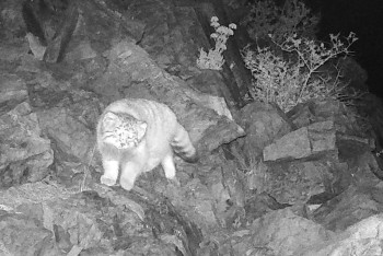 Фотография к новости: Манул попал в фотоловушку в Карагандинской области