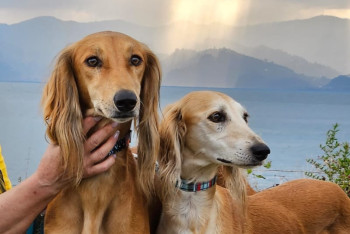 Фотография к новости: Нет ветконтроля и нехватка вакцин: заводчик из ВКО заявил об угрозе генофонду тазы