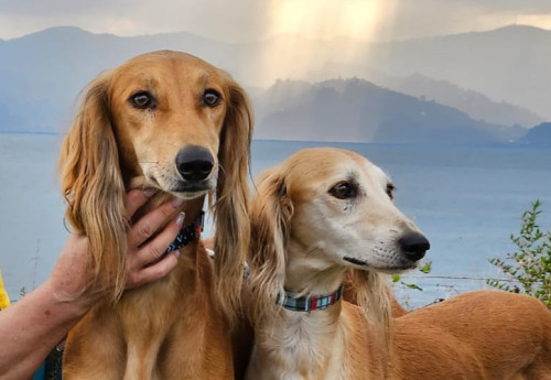 Фотография к новости: Нет ветконтроля и нехватка вакцин: заводчик из ВКО заявил об угрозе генофонду тазы