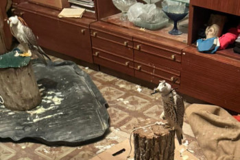 Фотография к новости: Краснокнижных соколов изъяли у жителя Жамбылской области