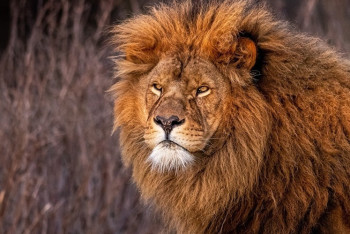 Фотография к новости: Львы растерзали сотрудницу сафари-парка