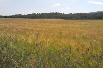 Фотография к новости: Вблизи границы с Казахстаном трансформировали 24,5 га земли