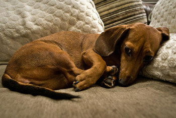 Фотография к новости: Взорвали петарду в ухе: дети жестоко издевались над щенком в СКО