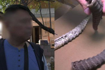 Фотография к новости: В Алматы у иностранца изъяли 4,5 тысячи сайгачьих рогов