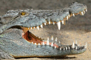 Фотография к новости: Крокодилы опрокинули лодку и растерзали рыболова