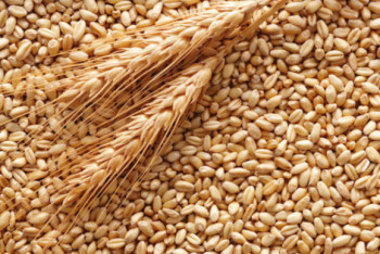 Фотография к новости: Рекордный урожай зерна собрали в Казахстане