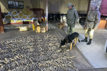 Фотография к новости: Почти тысячу рогов сайги пытались незаконно вывезти из Казахстана