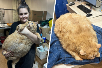 Фотография к новости: Умер пытавшийся похудеть 17-килограммовый кот Крошик