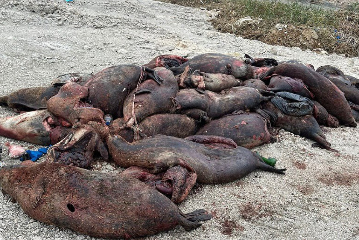 instagram/azamat_sarsenbayev