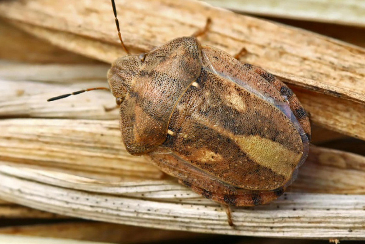 Алтайский филиал ФГБУ «Центр оценки качества зерна»