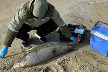 Фотография к новости: В Минэкологии РК прокомментировали массовую гибель тюленей