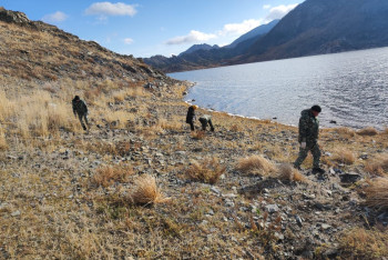Фотография к новости: В Баянаульском нацпарке до сих пор борются с каракуртами
