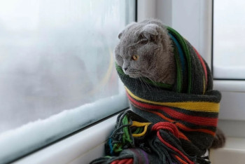 Фотография к новости: Заморозки и гололёд: где в Казахстане объявлено штормовое предупреждение