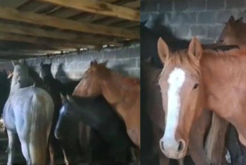 Фотография к новости: Грузовик с крадеными лошадьми задержали в Караганде