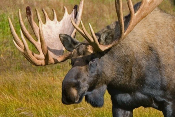 Фотография к новости: В фотоловушку на востоке Казахстана попал огромный лось