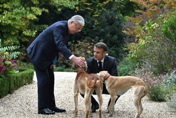 Фотография к новости: Президент проведал собак породы тазы подаренных Макрону в Астане