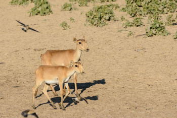 Часть сайгаков из ЗКО хотят переправить в Россию