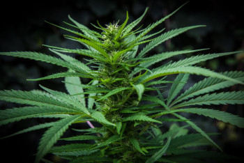 Фотография к новости: Более 5 кг наркотиков изъяли полицейские в Темиртау