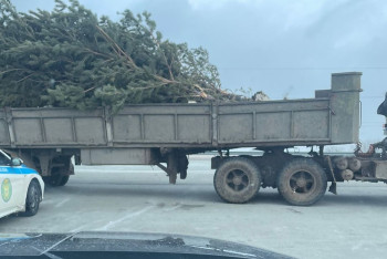 Грузовик с похищенными соснами остановлен на трассе в Акмолинской области