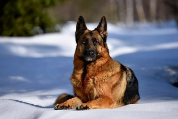 Фотография к новости: Полицейская собака нашла потерявшуюся девочку в Астане