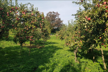 Фотография к новости: Сады с апортом в Алматы оказались под угрозой исчезновения
