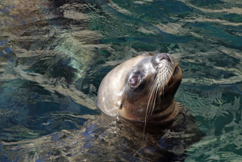 Фотография к новости: Названа возможная причина гибели тюленей на Каспии