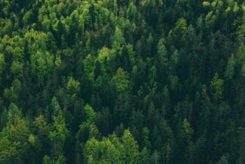 Фотография к новости: Фальшивые спецы с поддельными дипломами работали в "Семей Орманы"