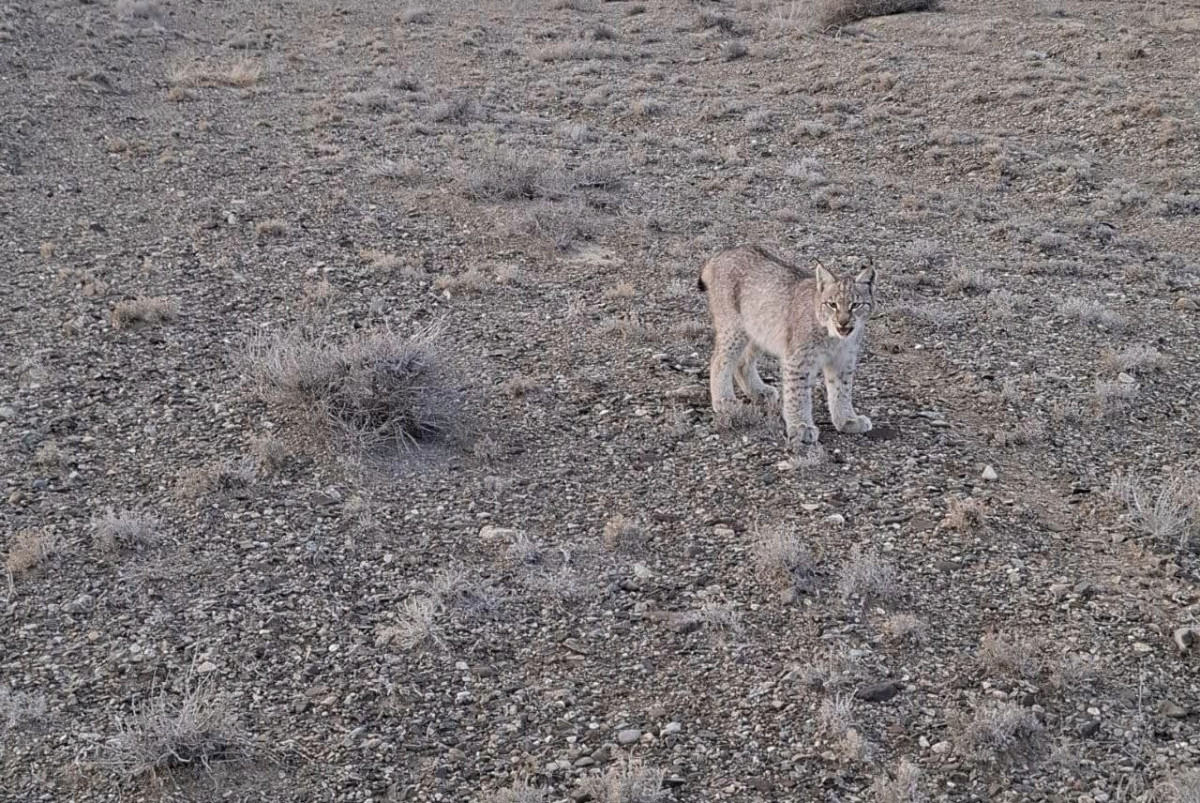 Уникальное краснокнижное животное заметили в Алматинской области