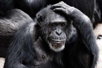 Фотография к новости: Первый случай заражения человека новым штаммом оспы обезьян выявлен в США