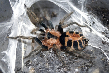 Фотография к новости: Контрабандист привязал к своему телу сотни тарантулов и пытался провезти через границу