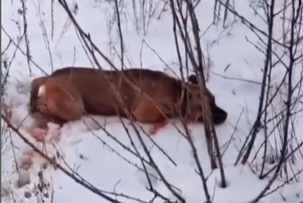 скриншот с видео