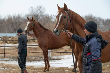 Фотография к новости: На 6-7% планируют увеличить поголовье племенных лошадей с вводом Института коневодства