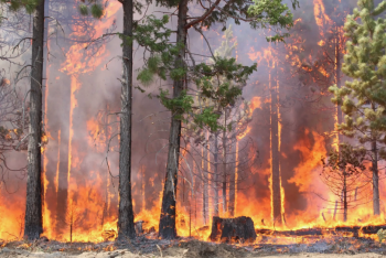 Фотография к новости: Пожары в Костанайской области: с экс-главы Басаманского лесхоза взыскали 21 млрд тенге