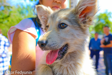 Фотография к новости: Нужна ли Казахстану эвтаназия для бездомных животных?